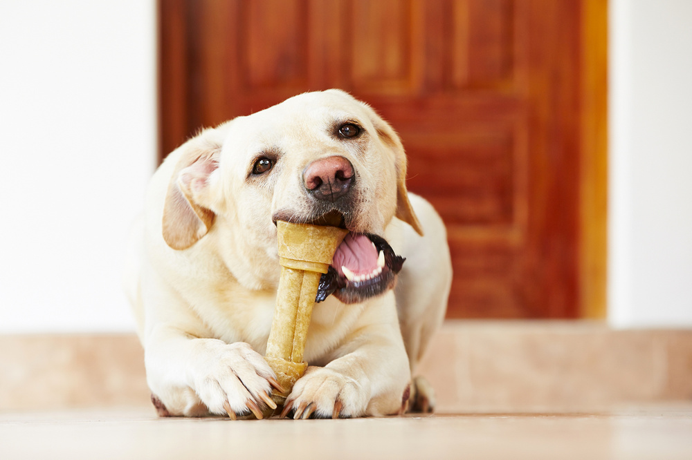 Perro y hueso
