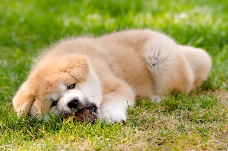 El cachorro muerde un hueso