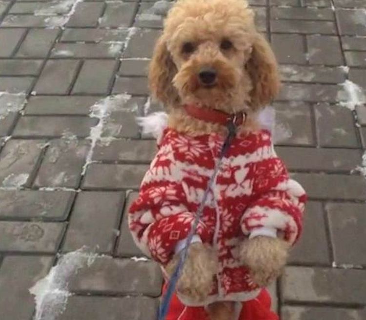 Perro de pie sobre las patas traseras