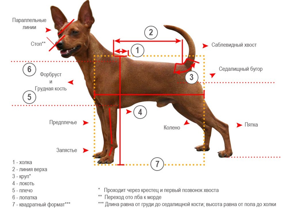 Hund und Bezeichnung der Körperteile