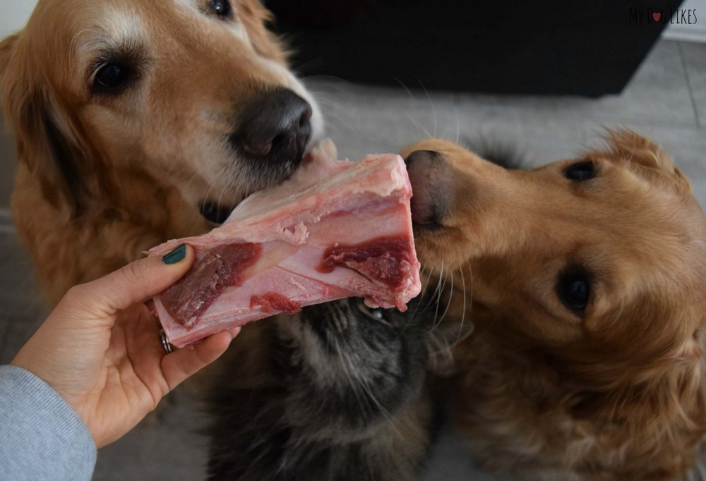 Perros y un hueso en las manos