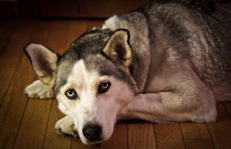Husky liegt
