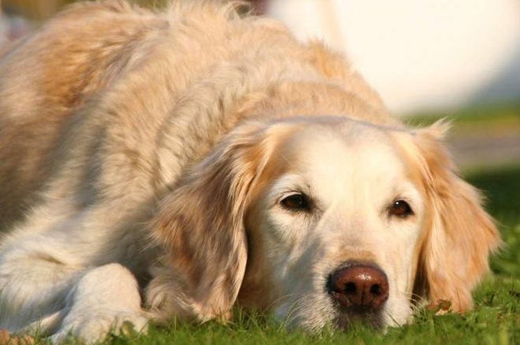 Spondylose bei einem Labrador