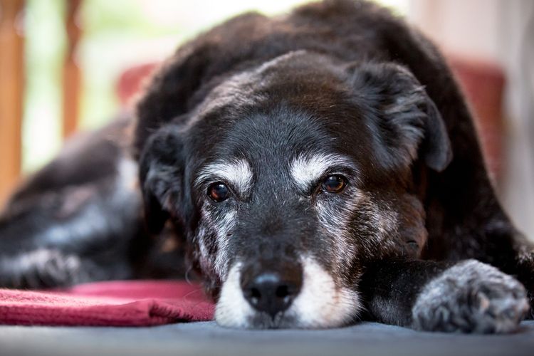 Spondylose beim Hund