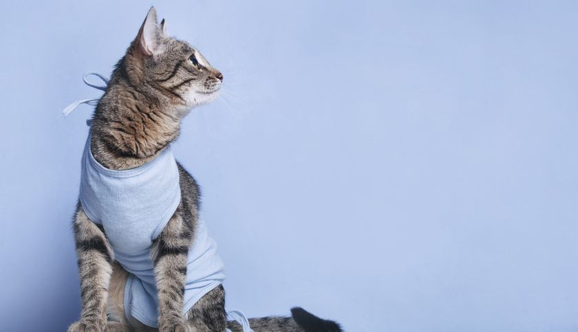Gato después de la operación
