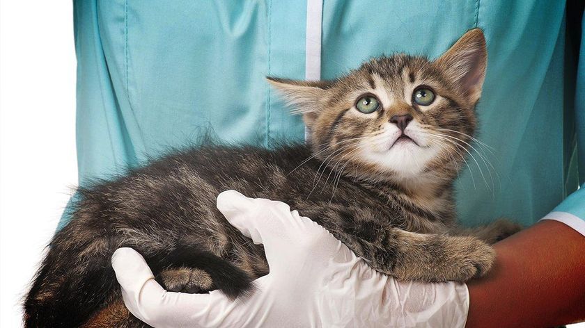Gatito en el veterinario