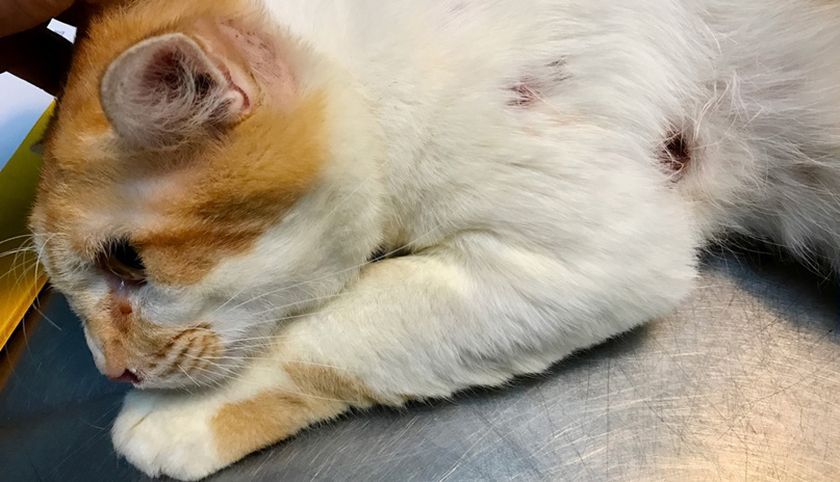 Fístula en el gato