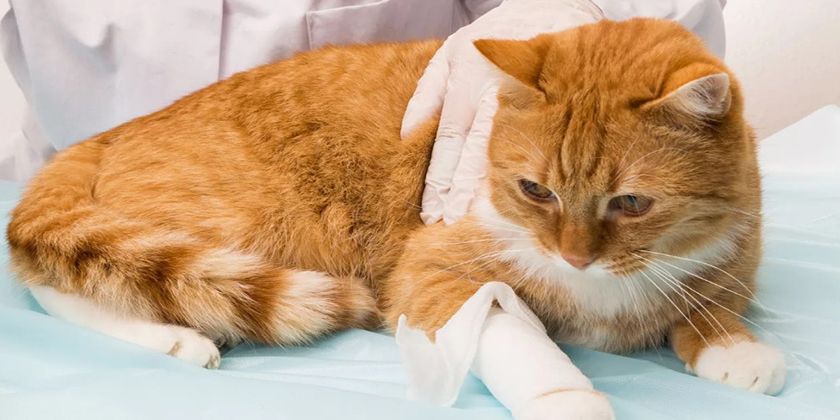 Fístula en gatos