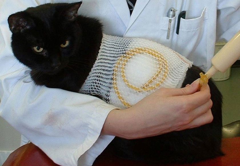 Tratamiento del gato
