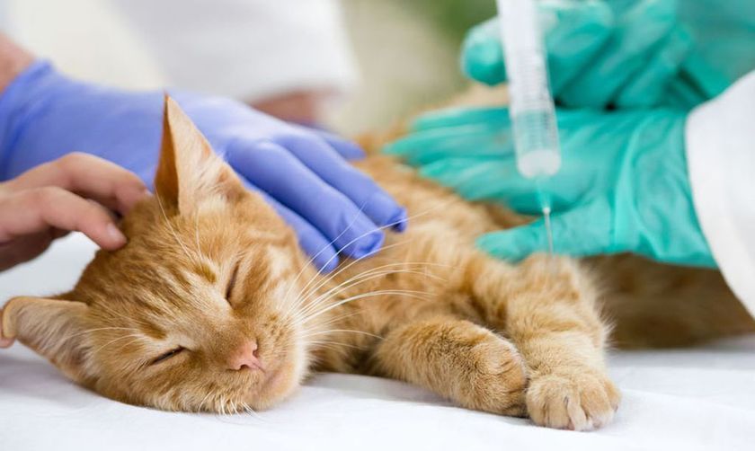 Cirugía en la clínica veterinaria