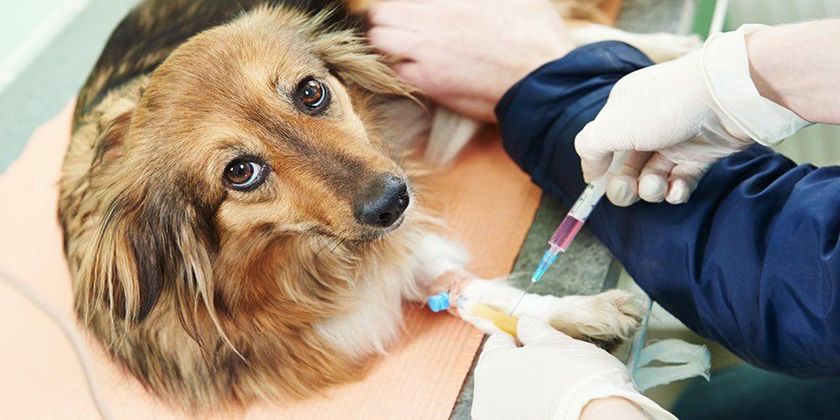 Fístula en perros