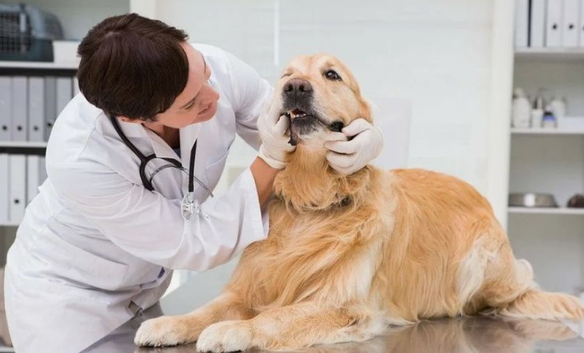 El perro en el veterinario