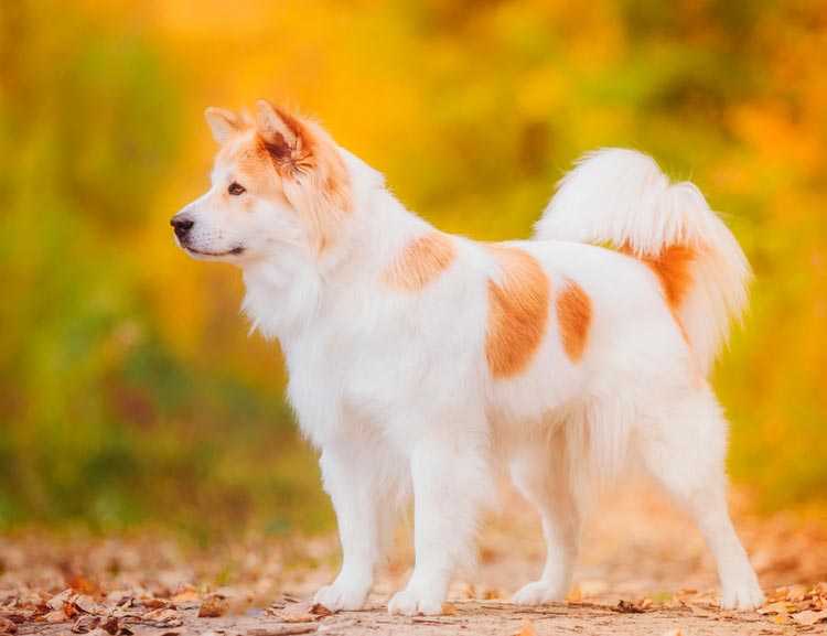 dónde comprar un perro Thai Bagkev