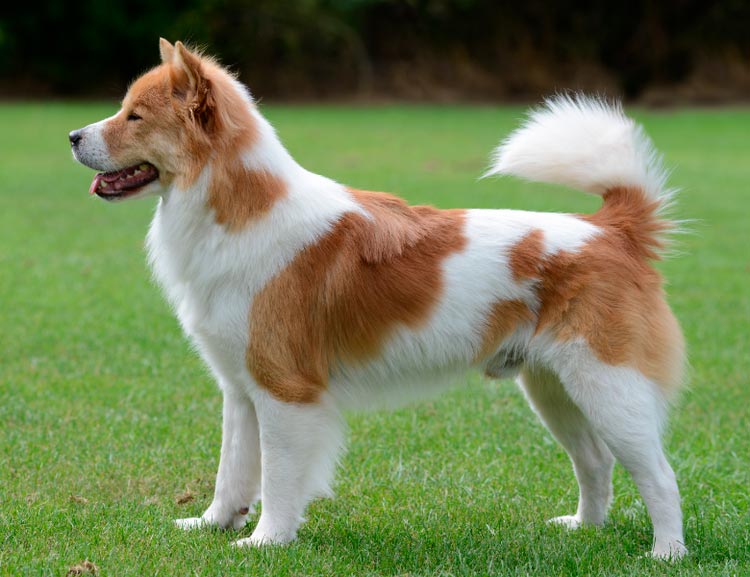 raza de perro Bangkaew tailandés