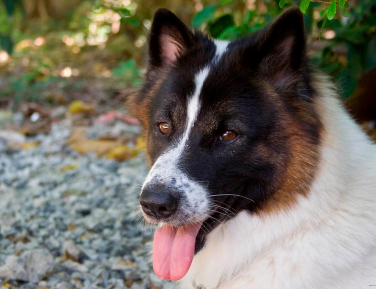 Perro de raza Tailandés Bangku