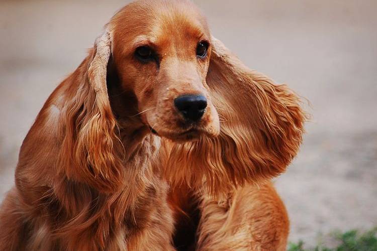 recorte-de-perros-que-perros-recortan-11 Cocker spaniel