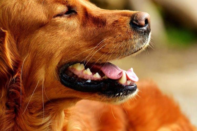 recorte-de-perros-que-perros-recortan-12 Setter