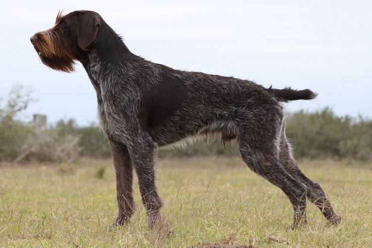 recorte-de-perros-que-perros-recortan-13 Deutsch Drahthaar