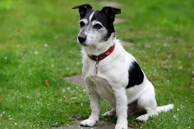 trimming-sobak-kakih-sobak-trimminguyut-2 Jack Russell