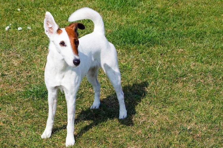 trimming-sobak-kakih-sobak-trimminguyut-3 Fox Terrier