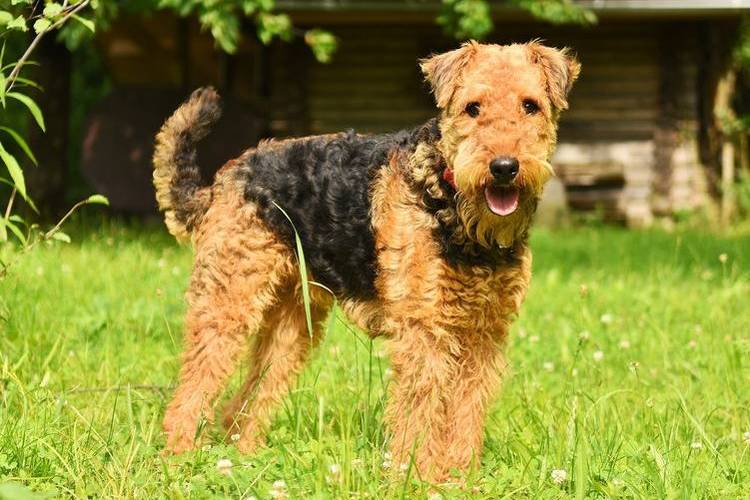 trimming-sobak-kakih-sobak-trimminguyut-4 Airedale Terrier