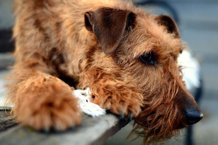 recorte-de-perros-que-perros-recortan-5 Irish Terrier