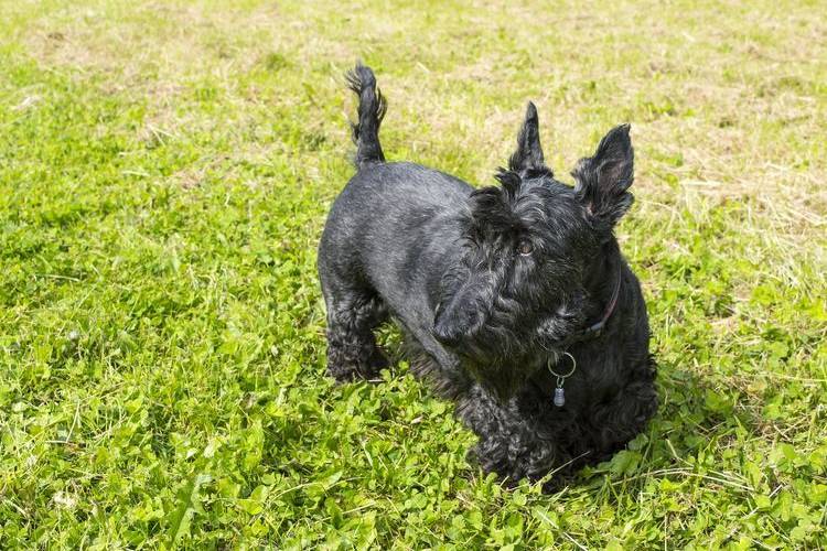 recorte-de-perros-que-perros-recortan-6 Terrier Escocés