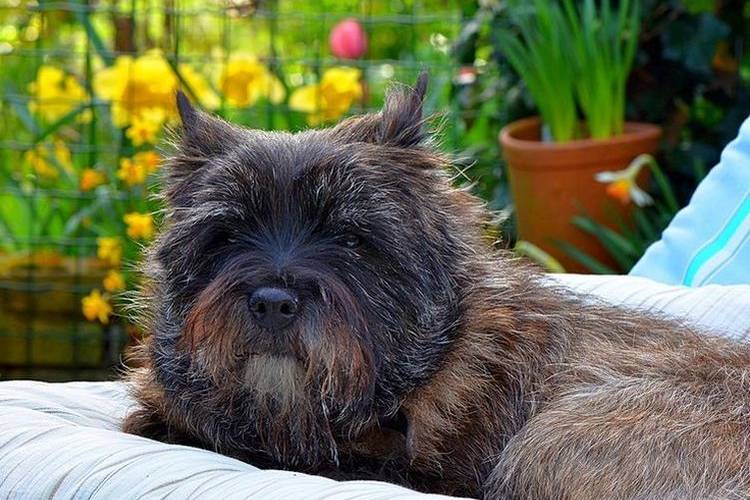 recorte-de-perros-que-perros-recortan-7 Cairn Terrier