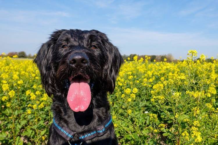 recorte-de-perros-que-perros-recortan-8 Riesenschnauzer