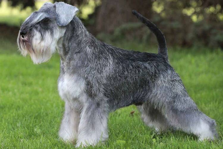 recorte-de-perros-que-perros-recortan-9 Schnauzer miniatura