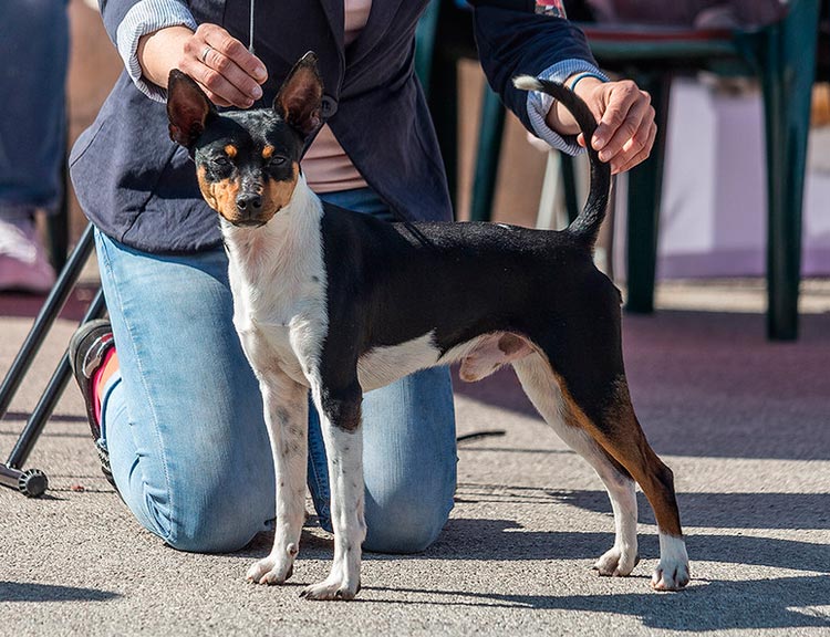 perro de raza ratero valenciano