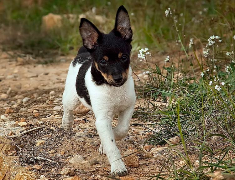Cachorro de Ratero Valenciano