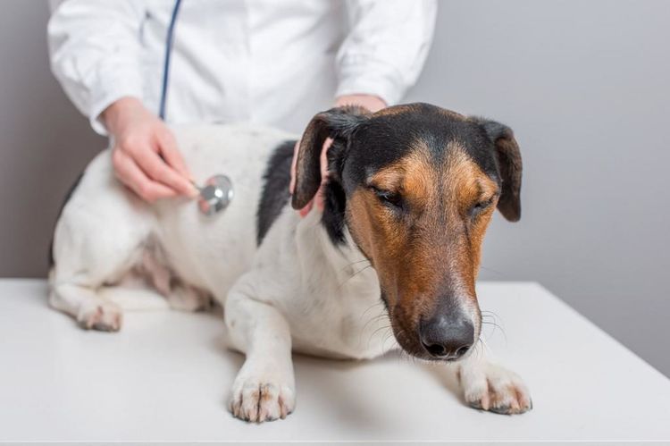 El veterinario examina al perro