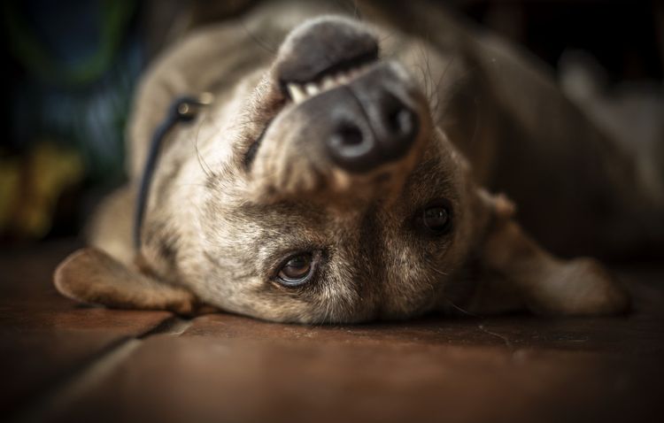 Síndrome vestibular en perros