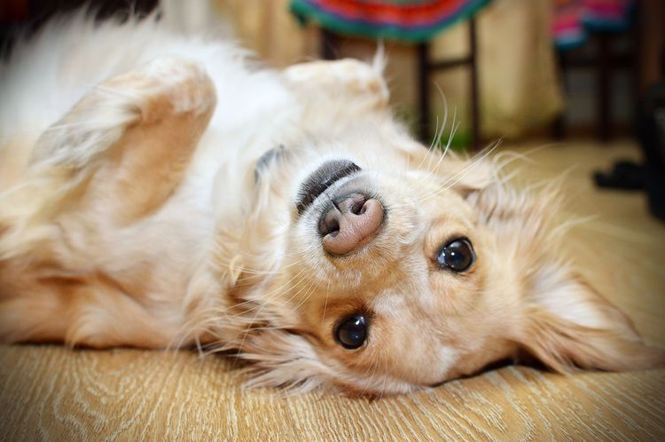Síndrome vestibular en perros