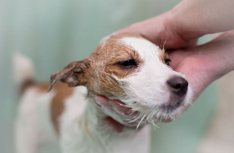 Baño del perro