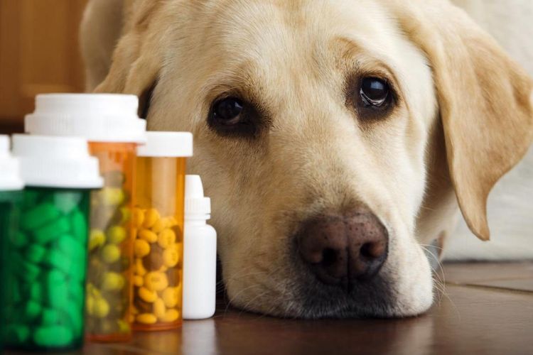 Vitaminas para perros