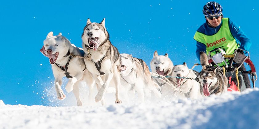 Sport mit Hunden