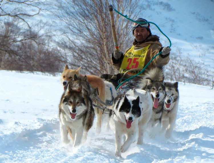 raza de perro de Kamchatka