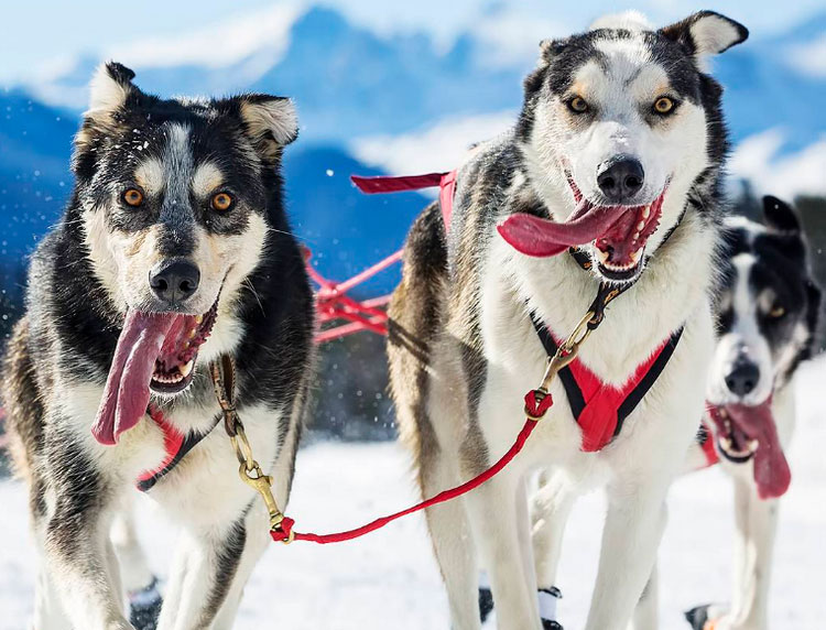 Perro de Kamchatka en Beringia