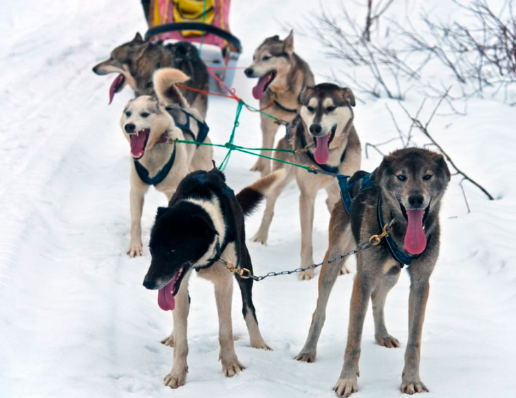 equipo de perros de trineo de Kamchatka