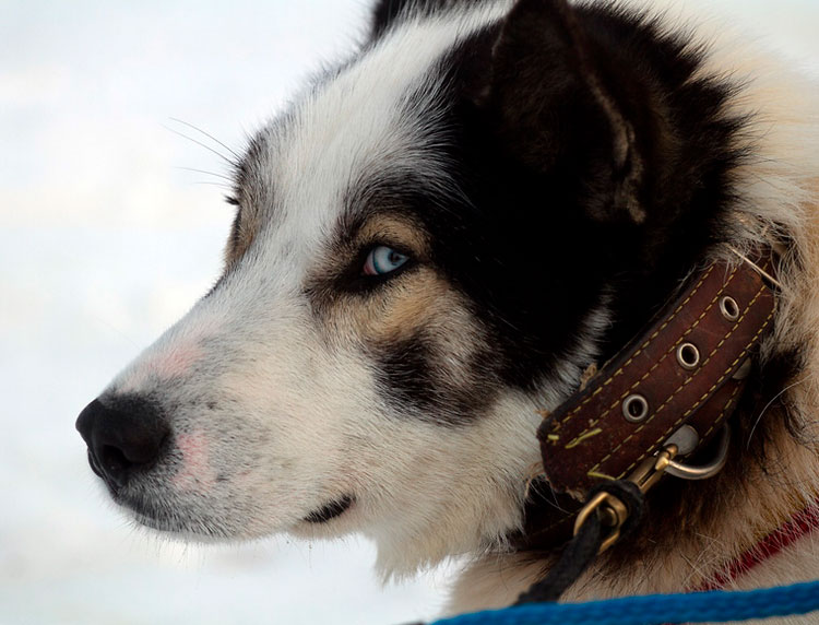 perro de trineo de Kamchatka