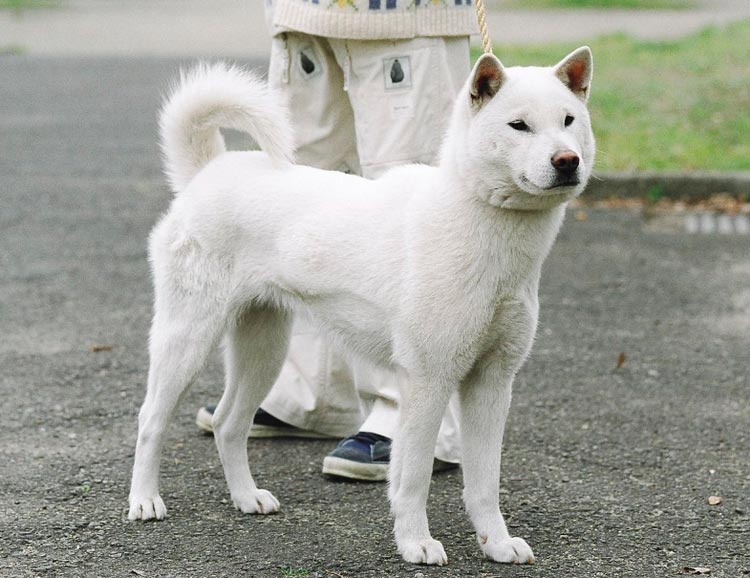 Raza de perros kishu