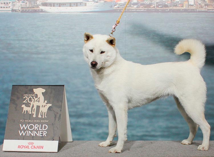 perro de raza Kishu