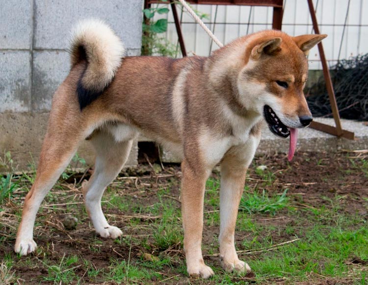 Kishu - perro laika japonés color sésamo