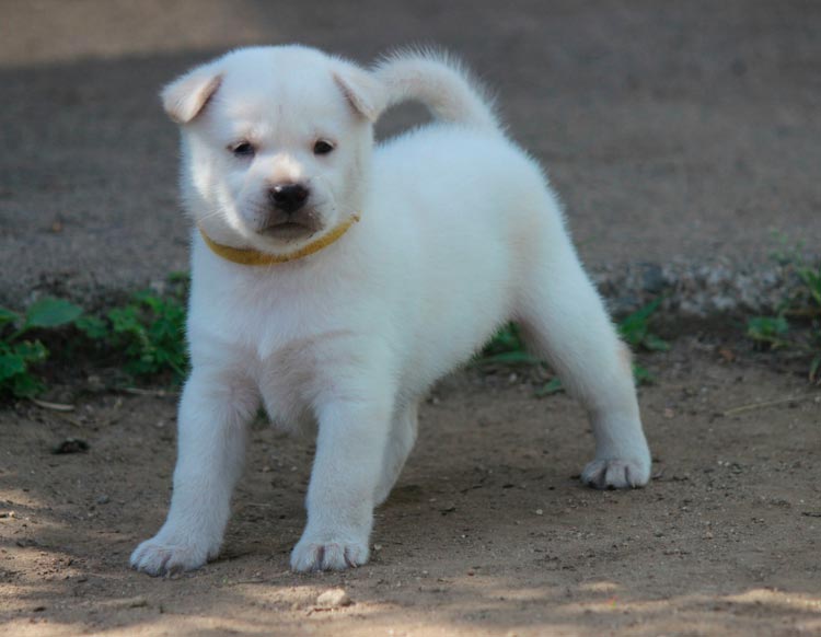Precio del cachorro de Kishu