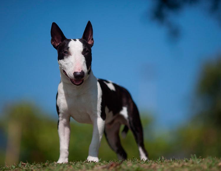 perro de la raza Bull Terrier miniatura