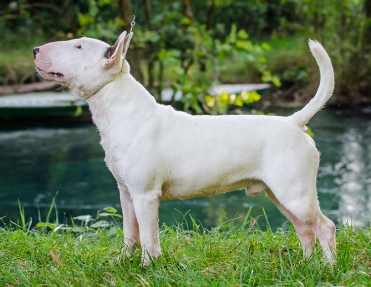 estándar del bull terrier miniatura