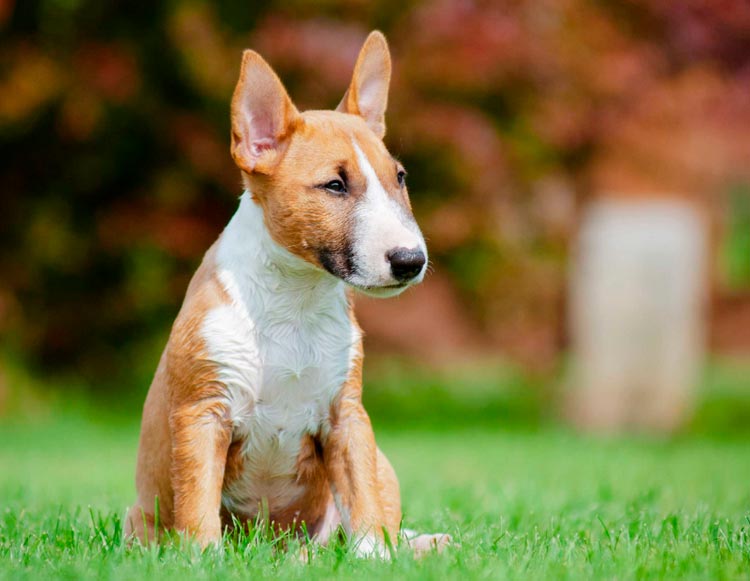 cachorro de Bull Terrier Miniatura