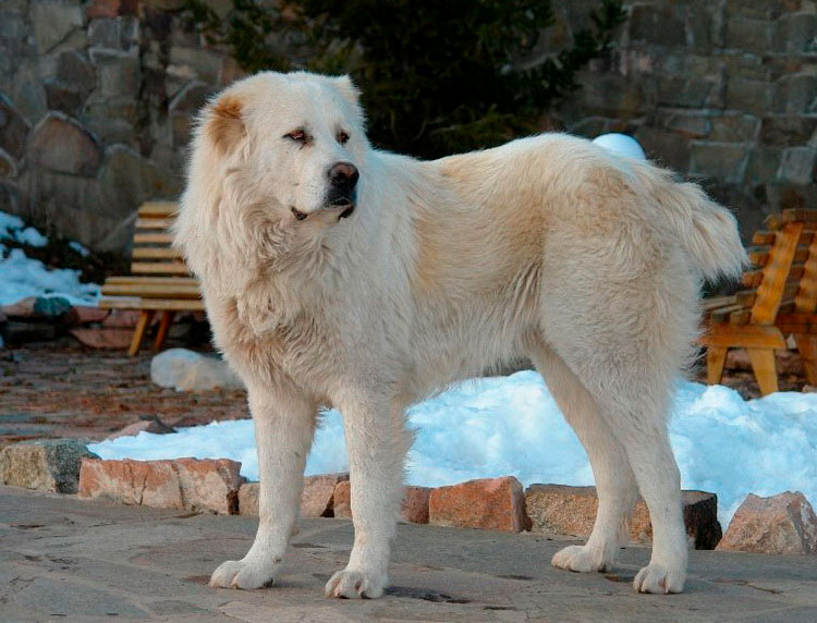 perro de raza Tobet